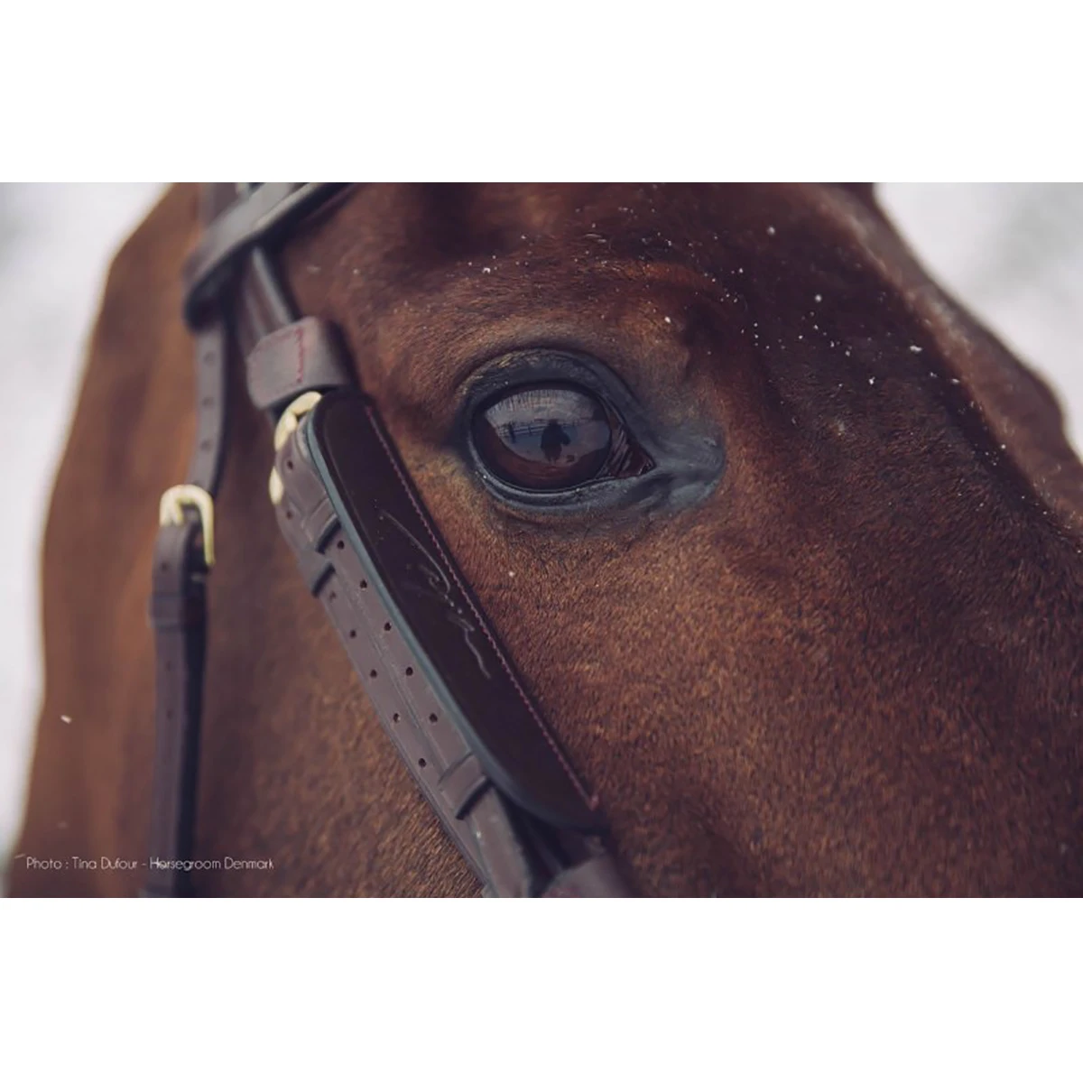 Blinkers Dy'on Zwart - Afbeelding 3