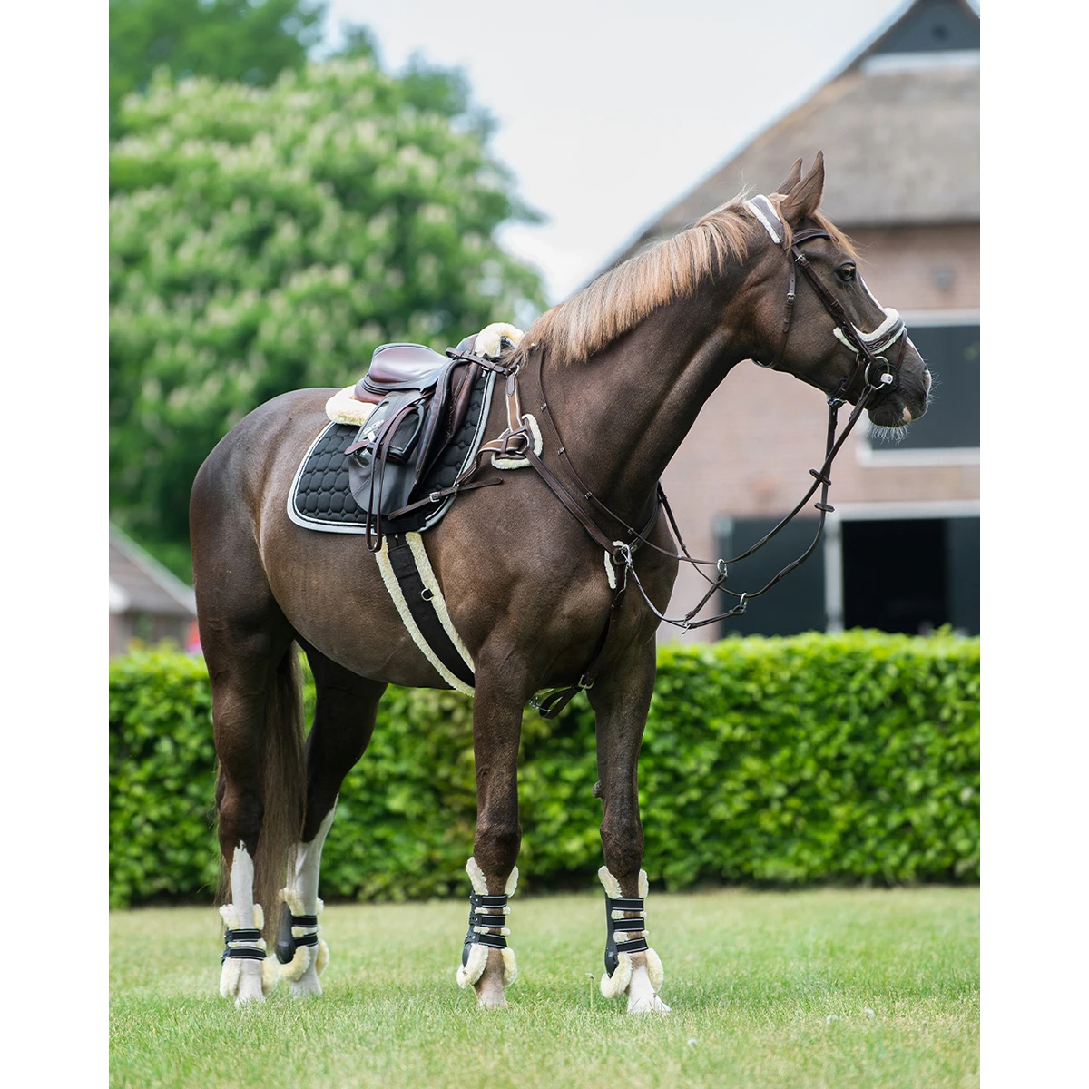 Borsttuig QHP Ontario Bruin - Afbeelding 6