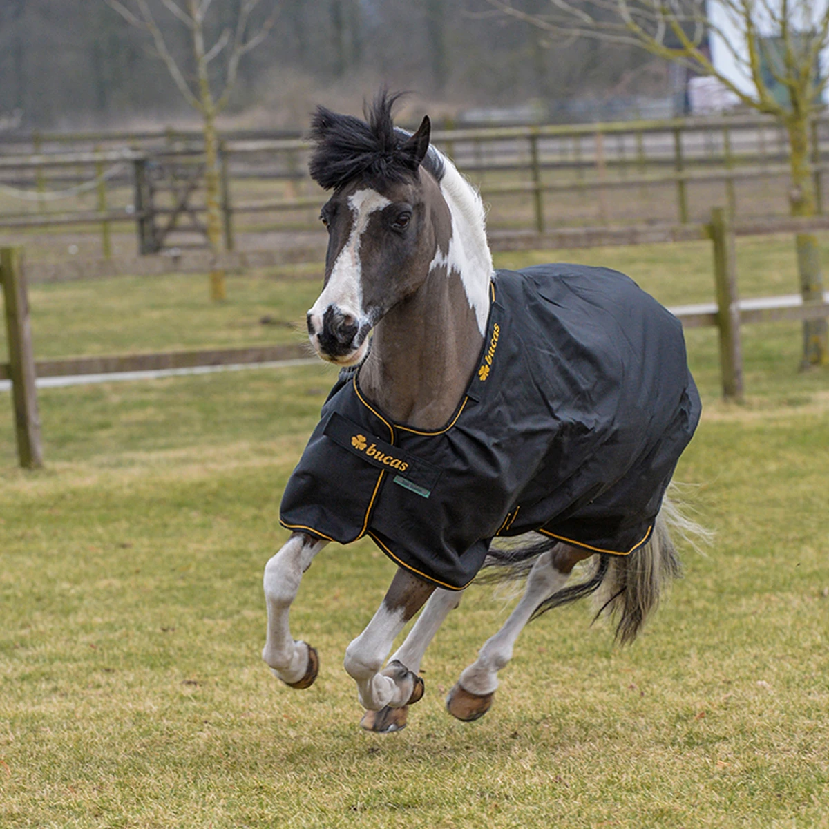 Deken Bucas Irish Turnout Light 50gr Pony Zwart-goud - Afbeelding 2