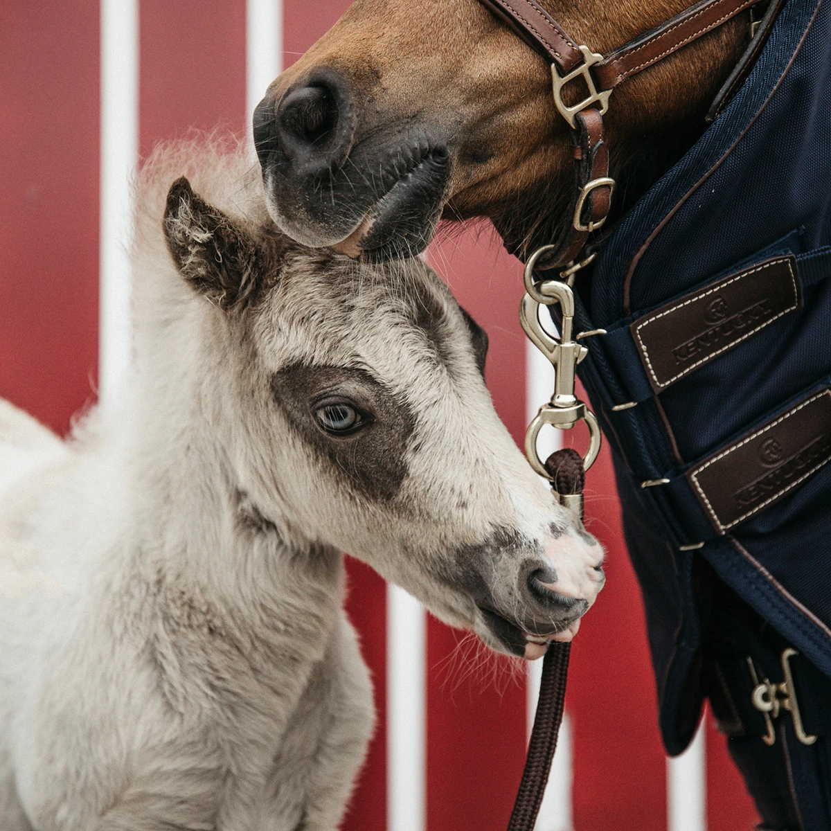 Deken Kentucky All Weather Pro Tiny 0gr Donkerblauw - Afbeelding 2