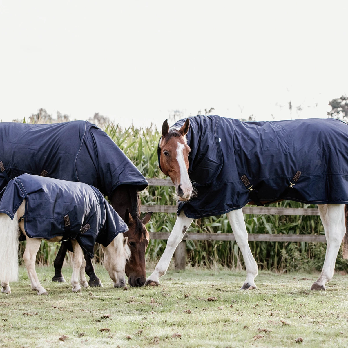 Deken Kentucky All Weather Pro Tiny 0gr Donkerblauw - Afbeelding 6