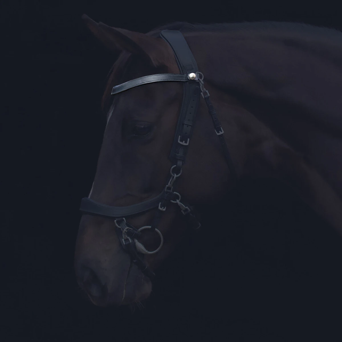 Frontriem PresTeq FaySport Zwart - Afbeelding 4