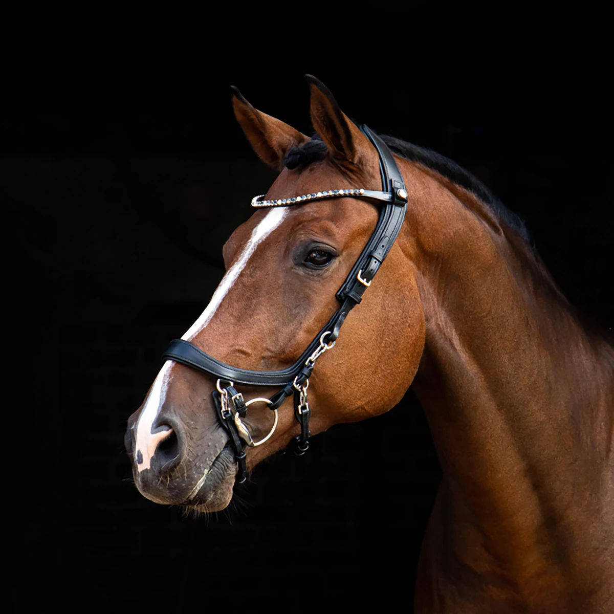 Frontriem PresTeq ShineBright Black-blue - Afbeelding 2