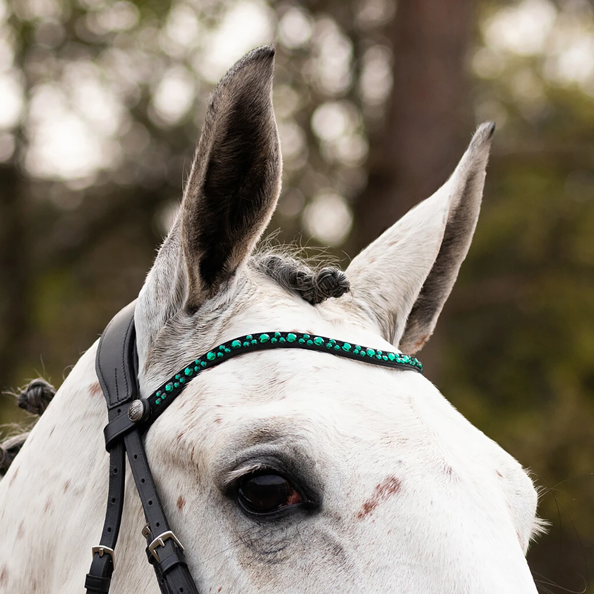 Frontriem QHP Eldorado Zwart-groen - Afbeelding 2