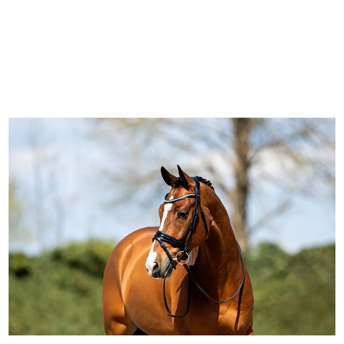 Hoofdstel Anky ATH20005 Zwart - Afbeelding 2