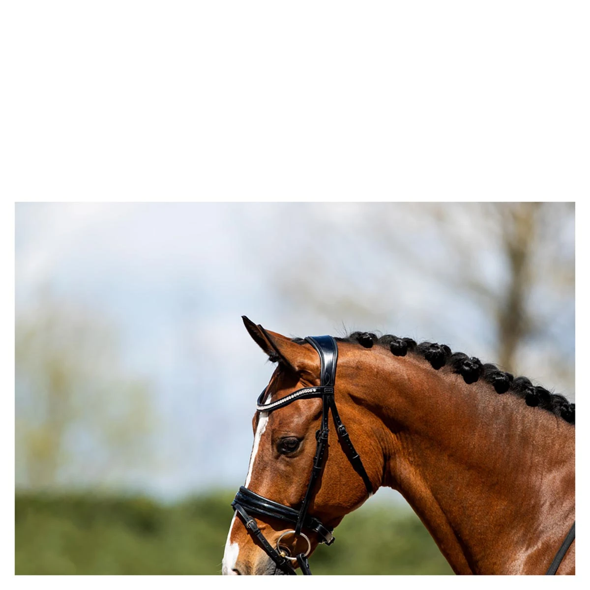 Hoofdstel Anky ATH20005 Zwart - Afbeelding 3