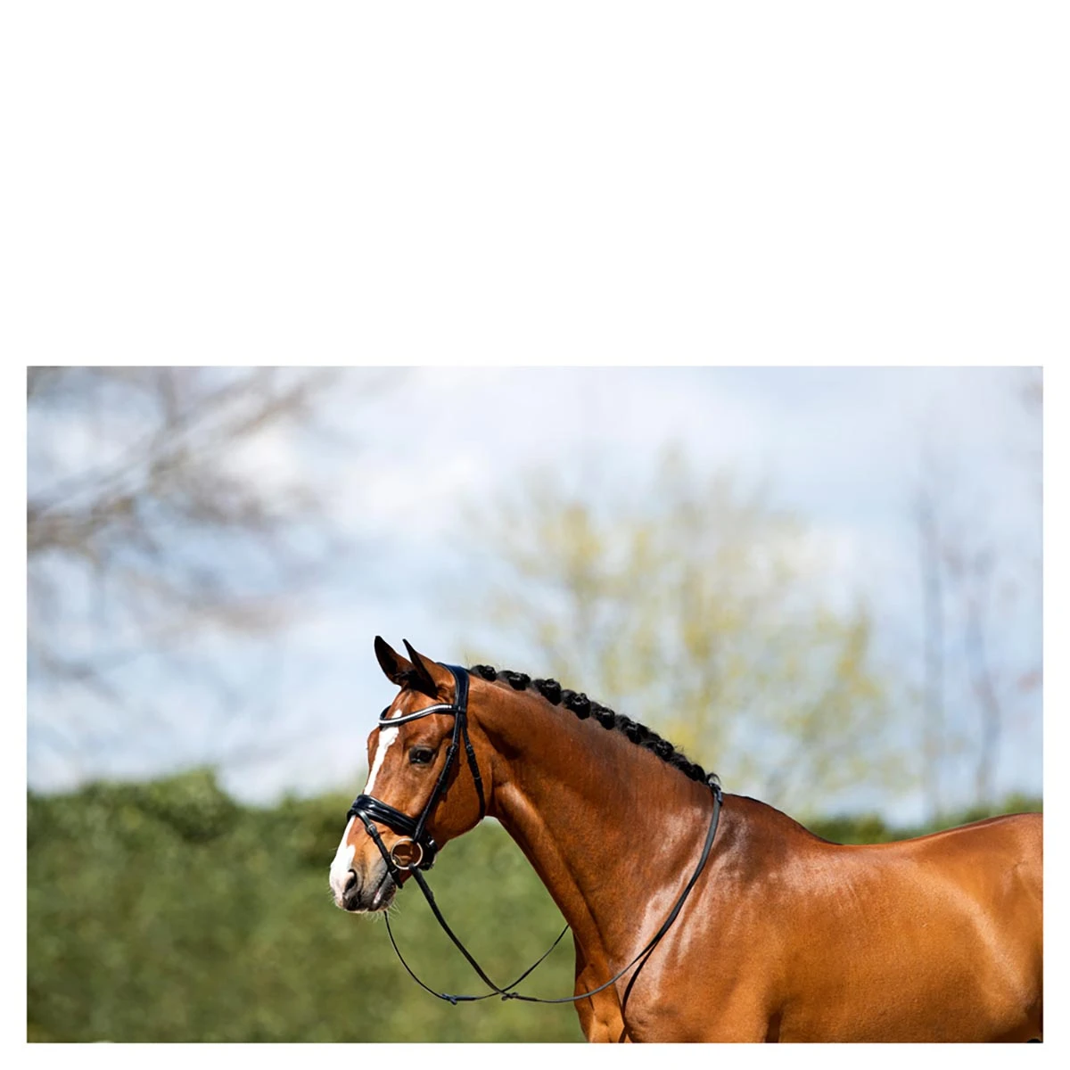 Hoofdstel Anky ATH20005 Zwart - Afbeelding 5