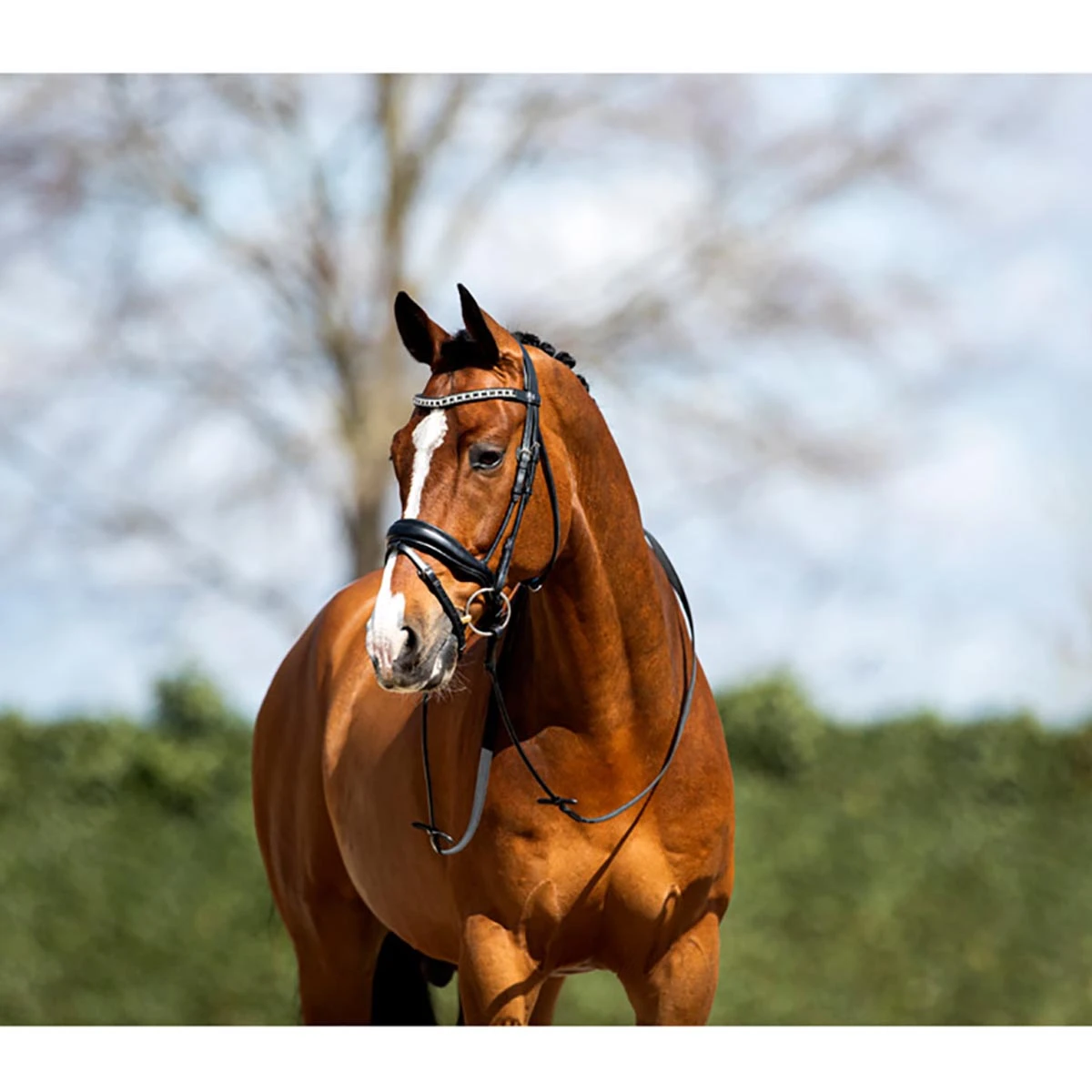 Hoofdstel Anky Comfort Fit Combined Black-black - Afbeelding 4