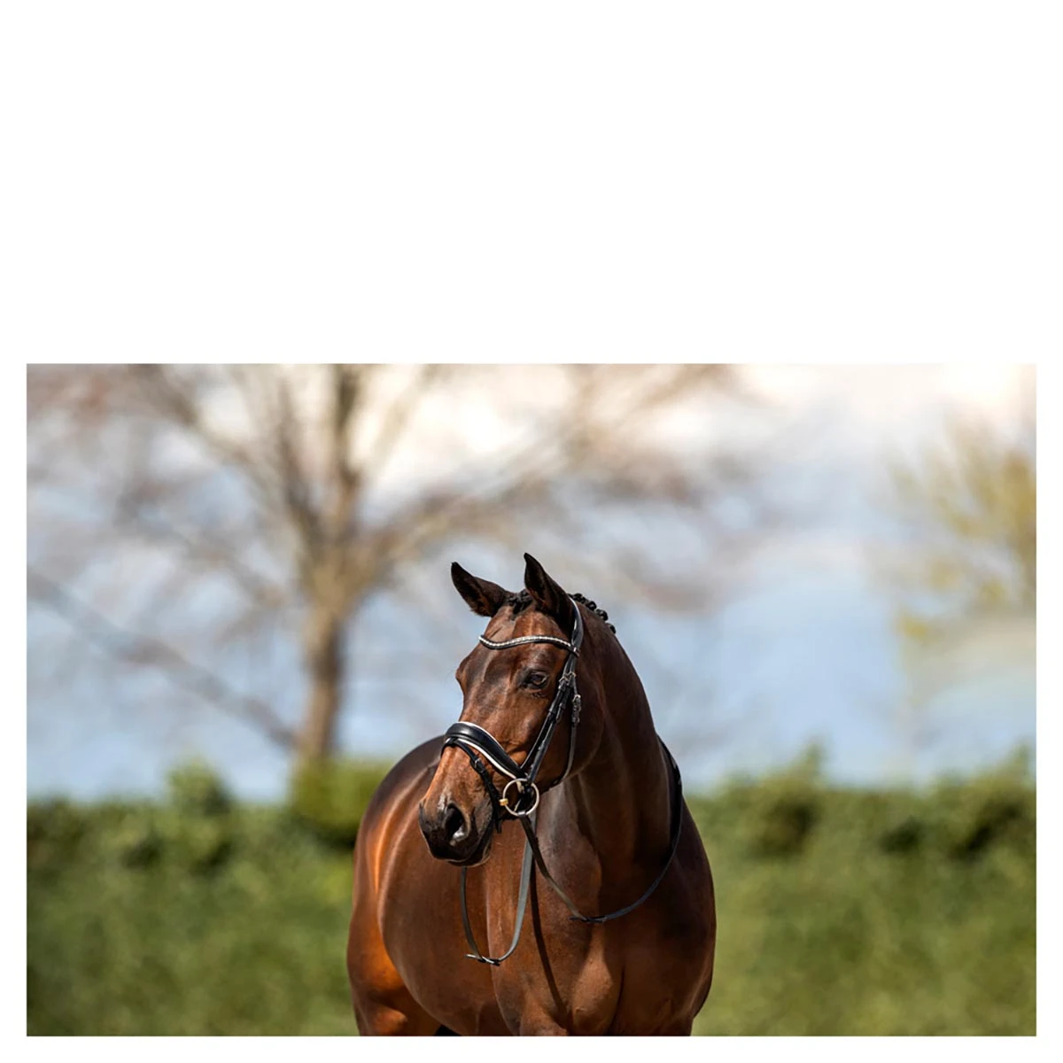 Hoofdstel Anky Comfort Fit Pullback Noseband Zwart-wit - Afbeelding 2