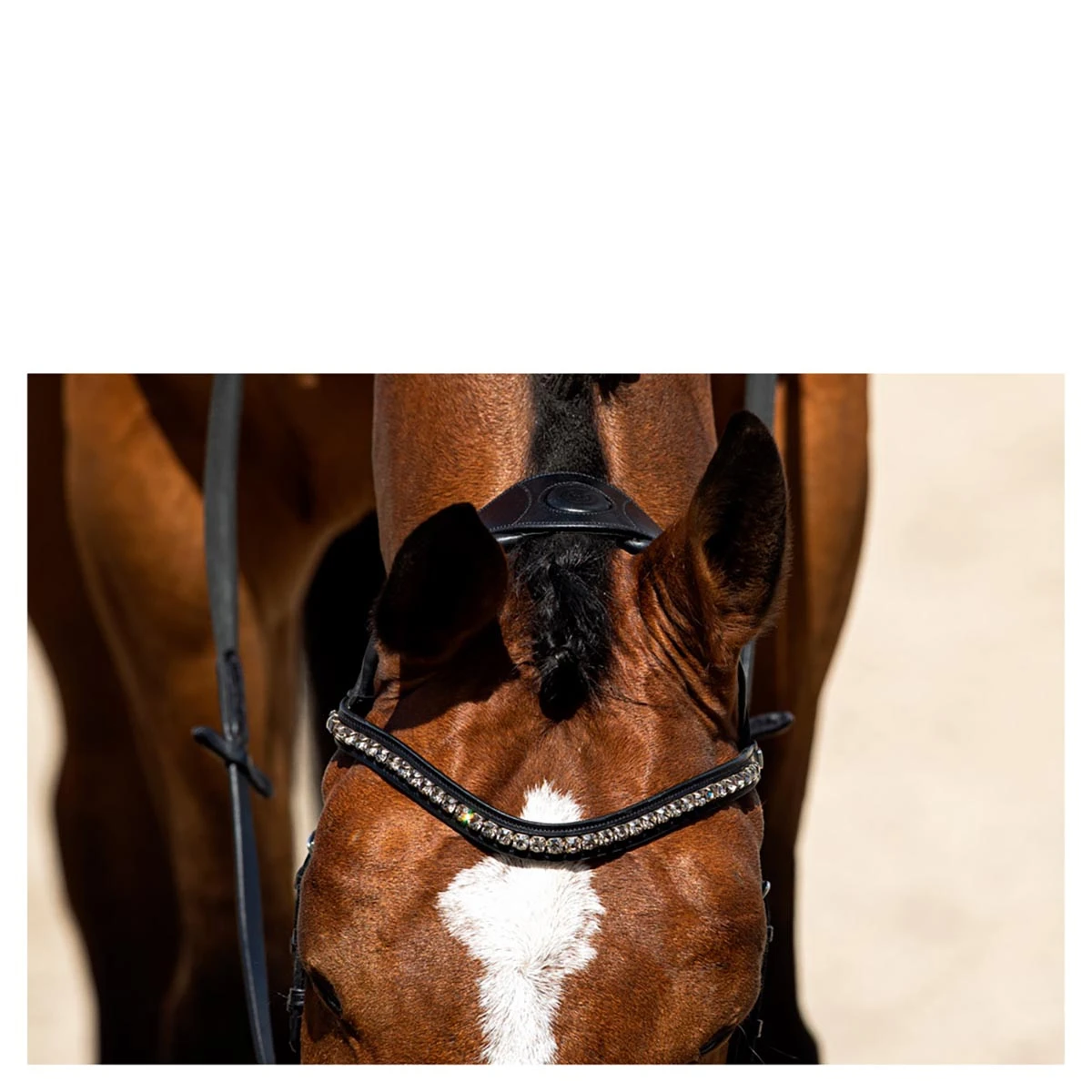 Hoofdstel Anky Comfort Fit Pullback Noseband Zwart-wit - Afbeelding 3
