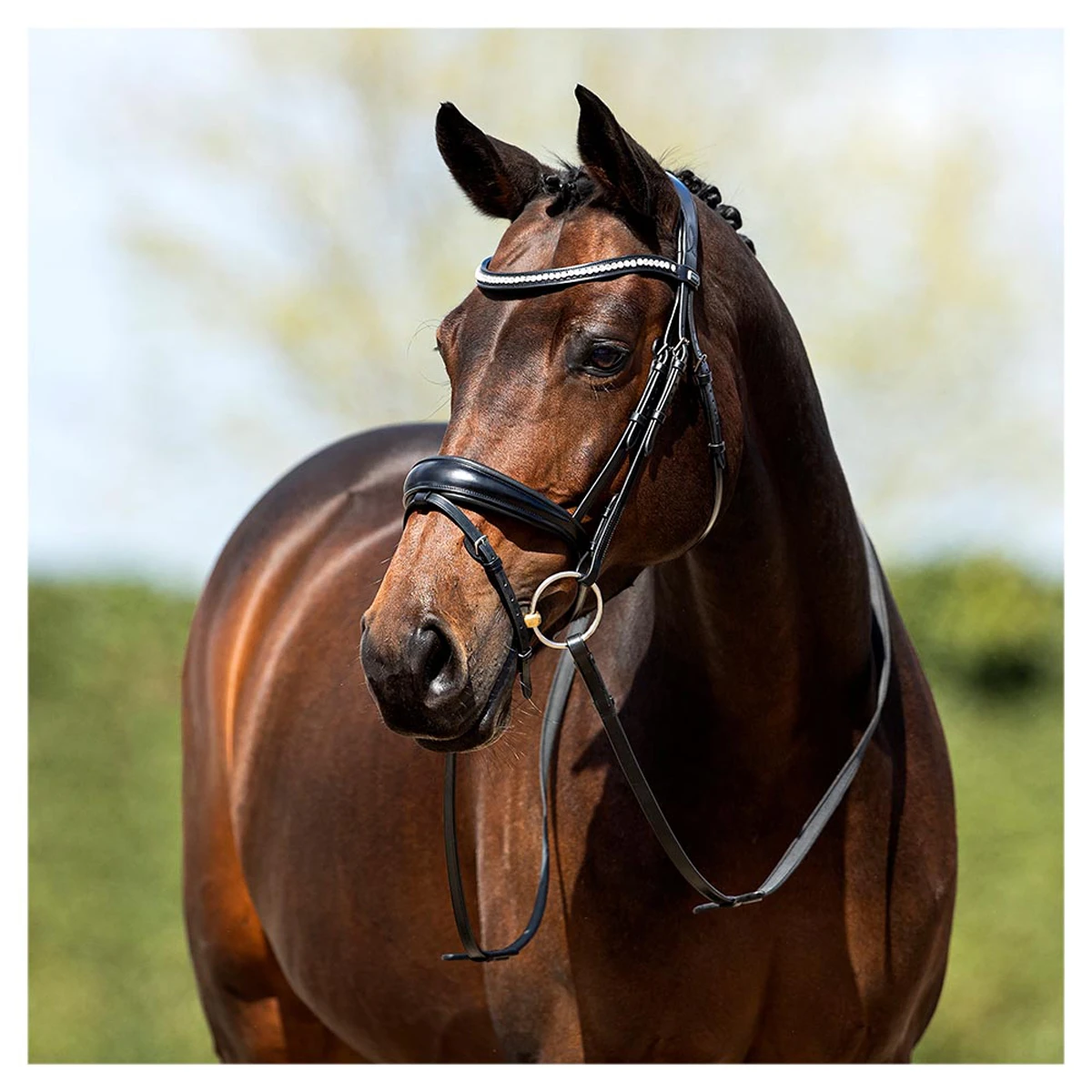 Hoofdstel Anky Zwart - Afbeelding 3