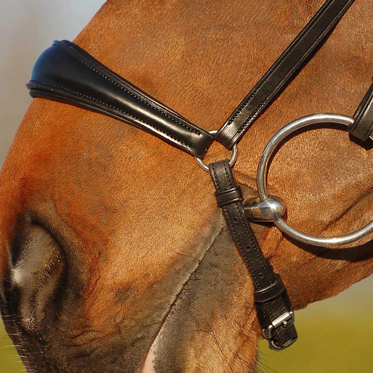 Hoofdstel Dy'on DRC Drop Zwart - Afbeelding 3