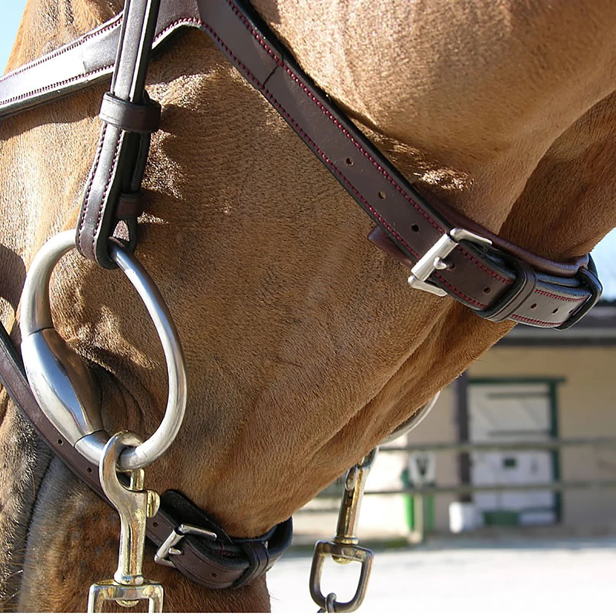 Hoofdstel Dy'on NEC X Fit Bruin - Afbeelding 8