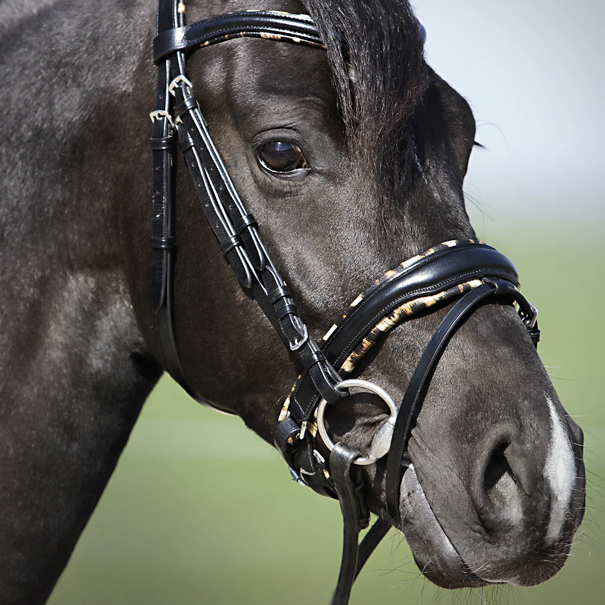 Hoofdstel Epplejeck EJLeopard Zwart - Afbeelding 2