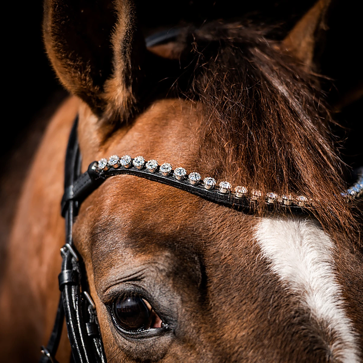 Hoofdstel HB Special Guy Zwart - Afbeelding 4