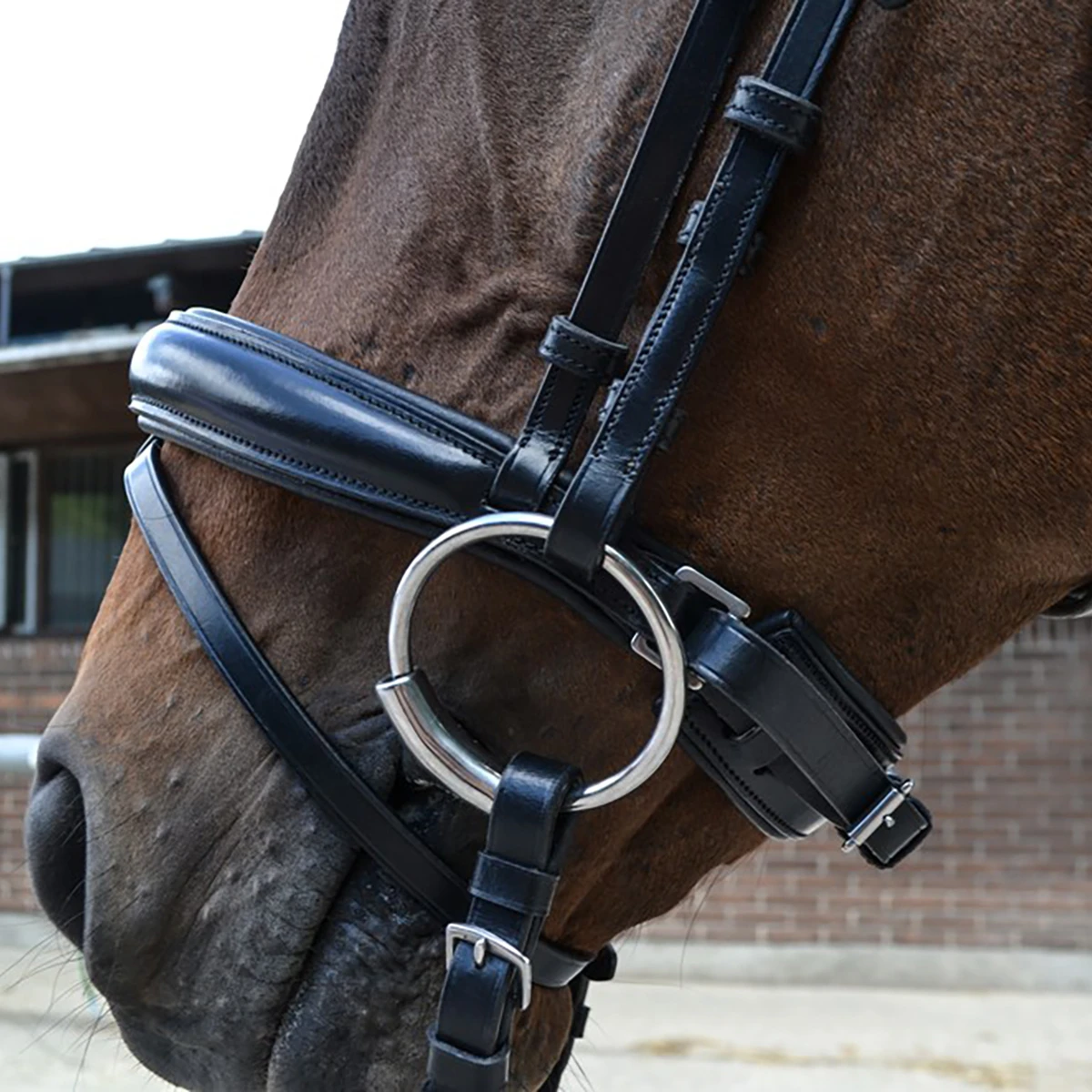 Hoofdstel Montar Fair Zwart - Afbeelding 6