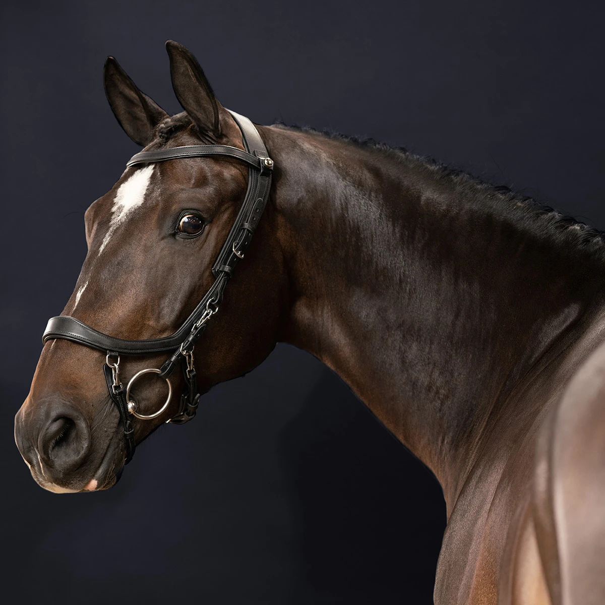 Hoofdstel PresTeq Fay Sport Zwart - Afbeelding 3