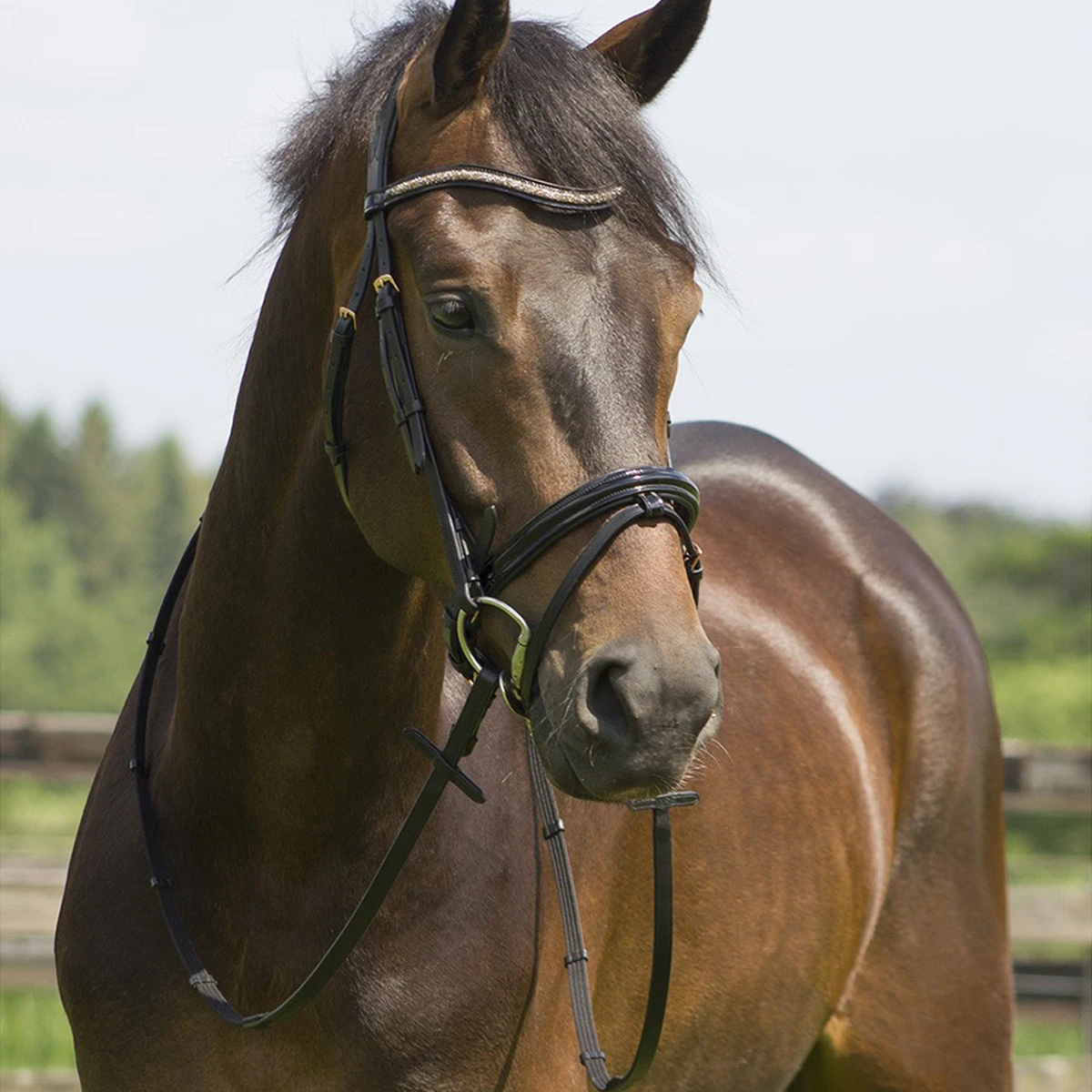 Hoofdstel QHP Amor Zwart-roze - Afbeelding 4