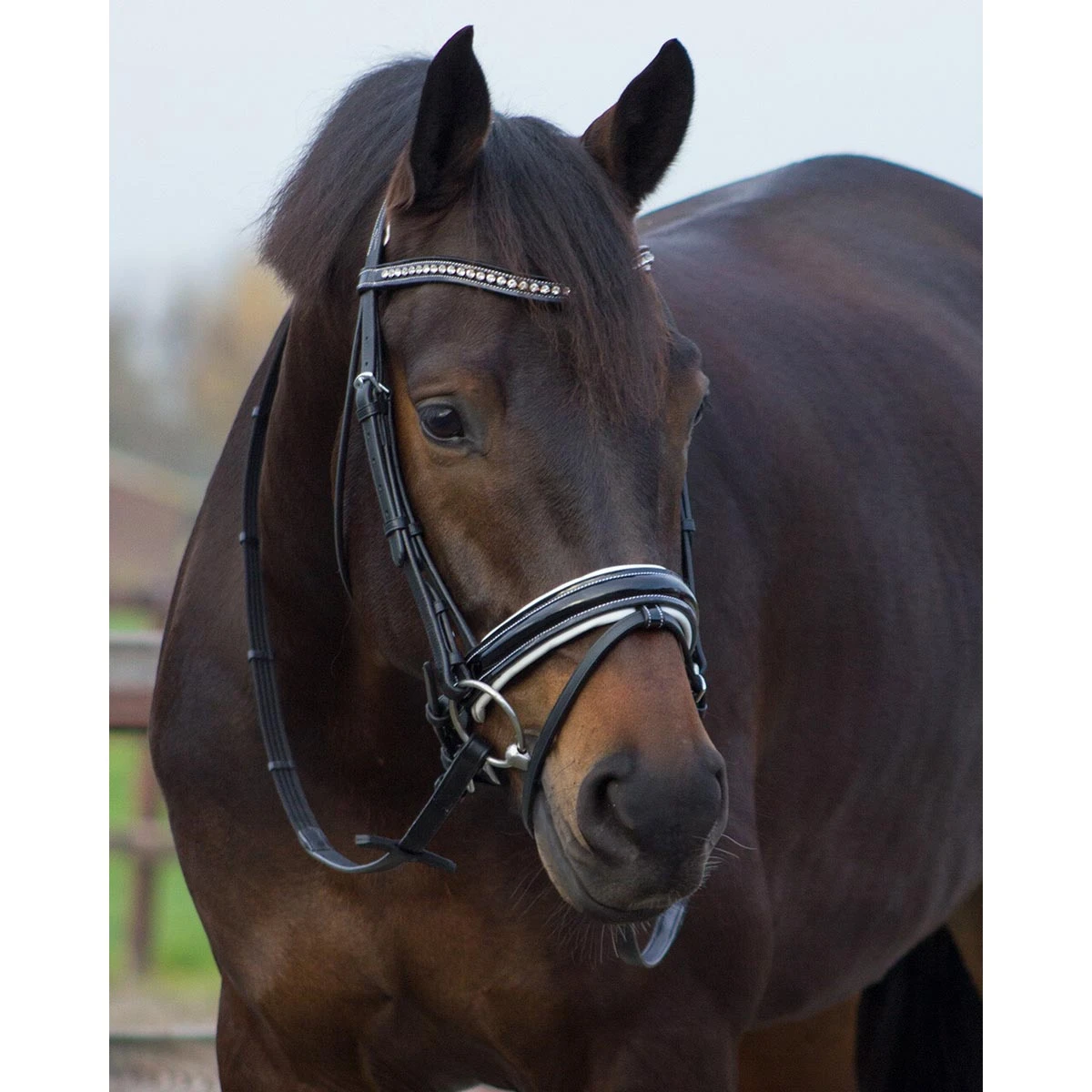 Hoofdstel QHP Aphrodite Zwart - Afbeelding 2