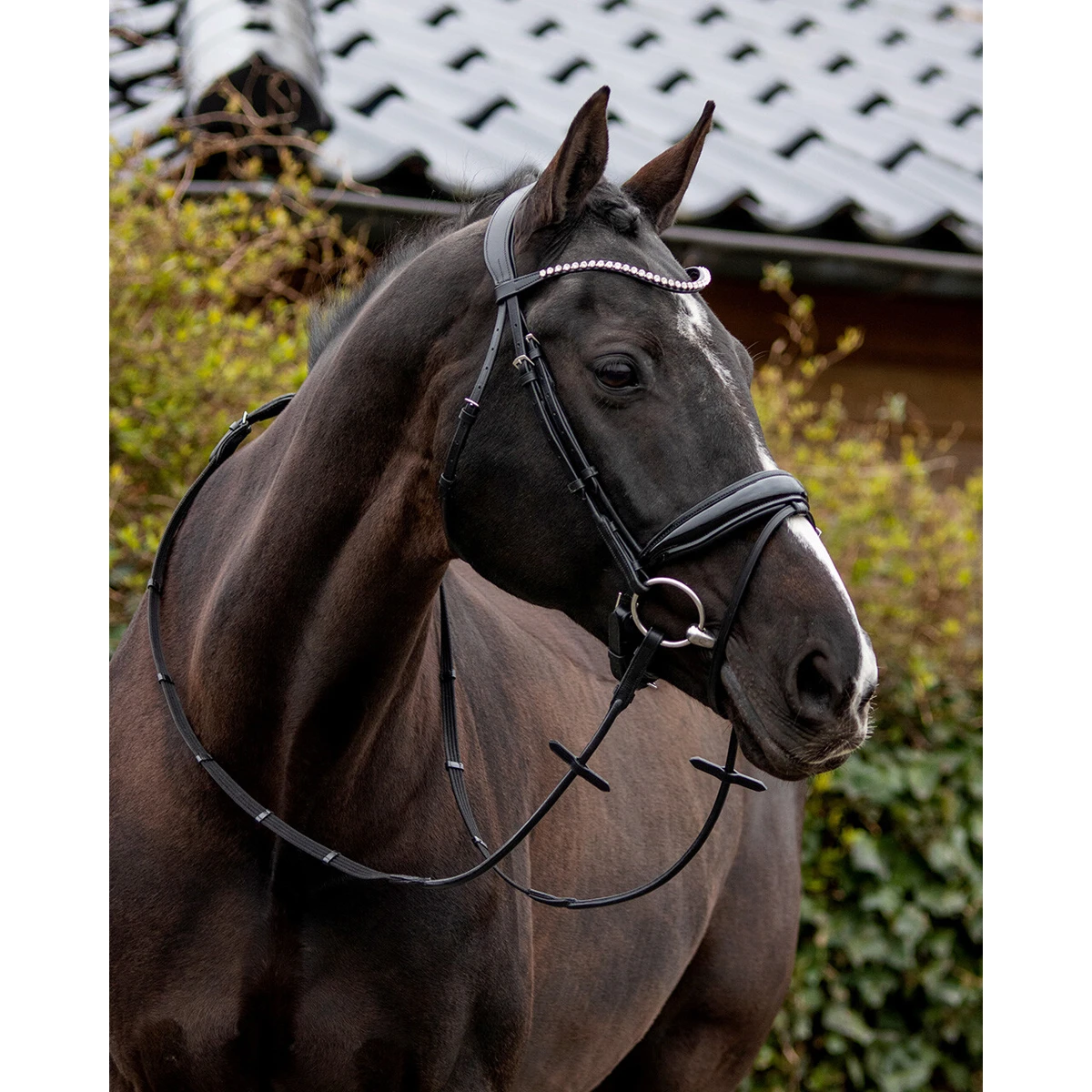 Hoofdstel QHP Nehza Zwart - Afbeelding 2