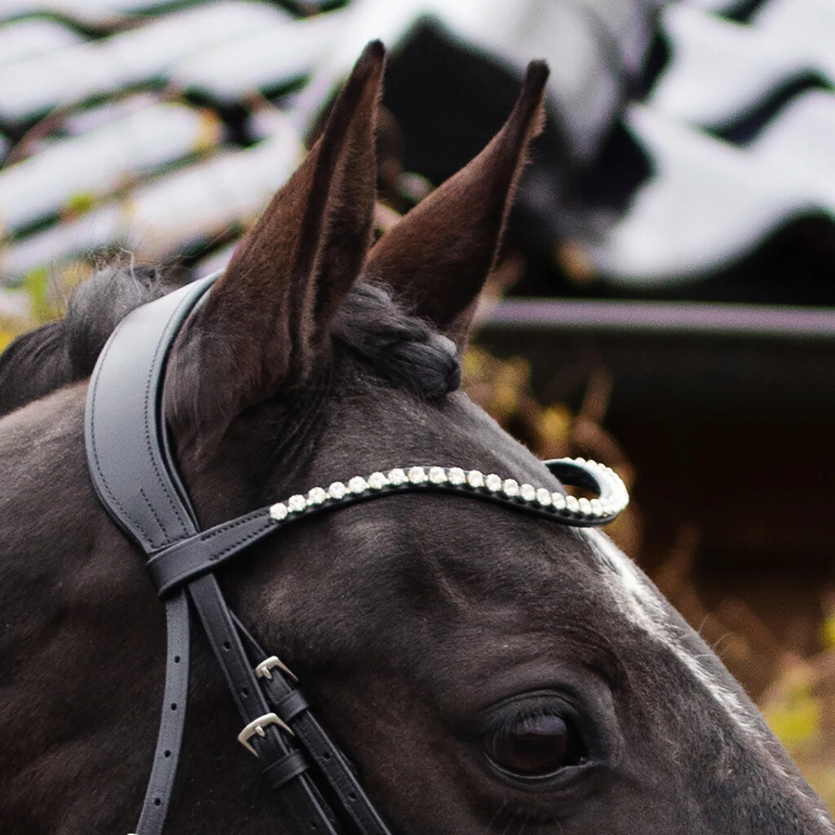 Hoofdstel QHP Nehza Zwart - Afbeelding 7