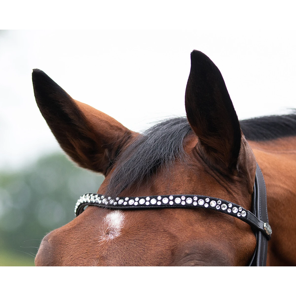 Hoofdstel QHP Orlando Zwart - Afbeelding 3