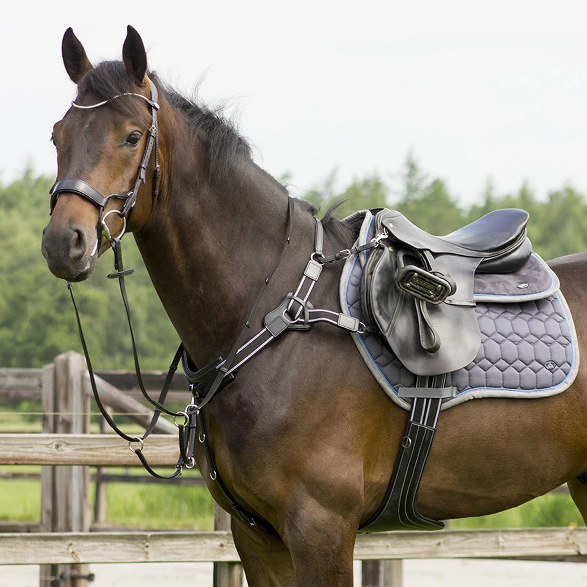 Hoofdstel QHP Sedna Zwart - Afbeelding 2