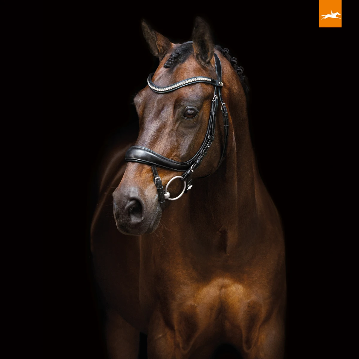 Hoofdstel Schockemöhle Equitus Beta Lak Zwart - Afbeelding 5