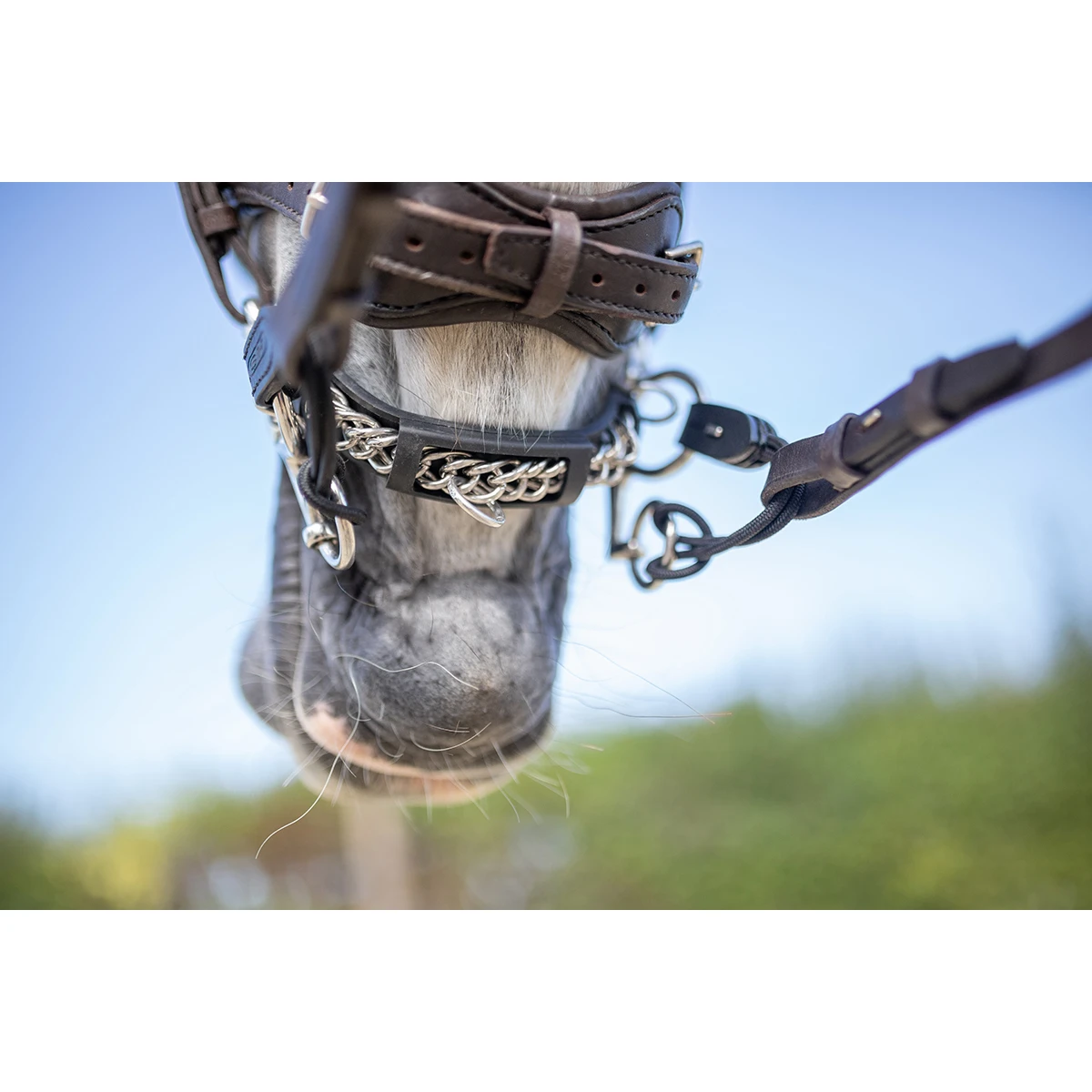 Pelham Riempjes Sprenger Zwart - Afbeelding 3