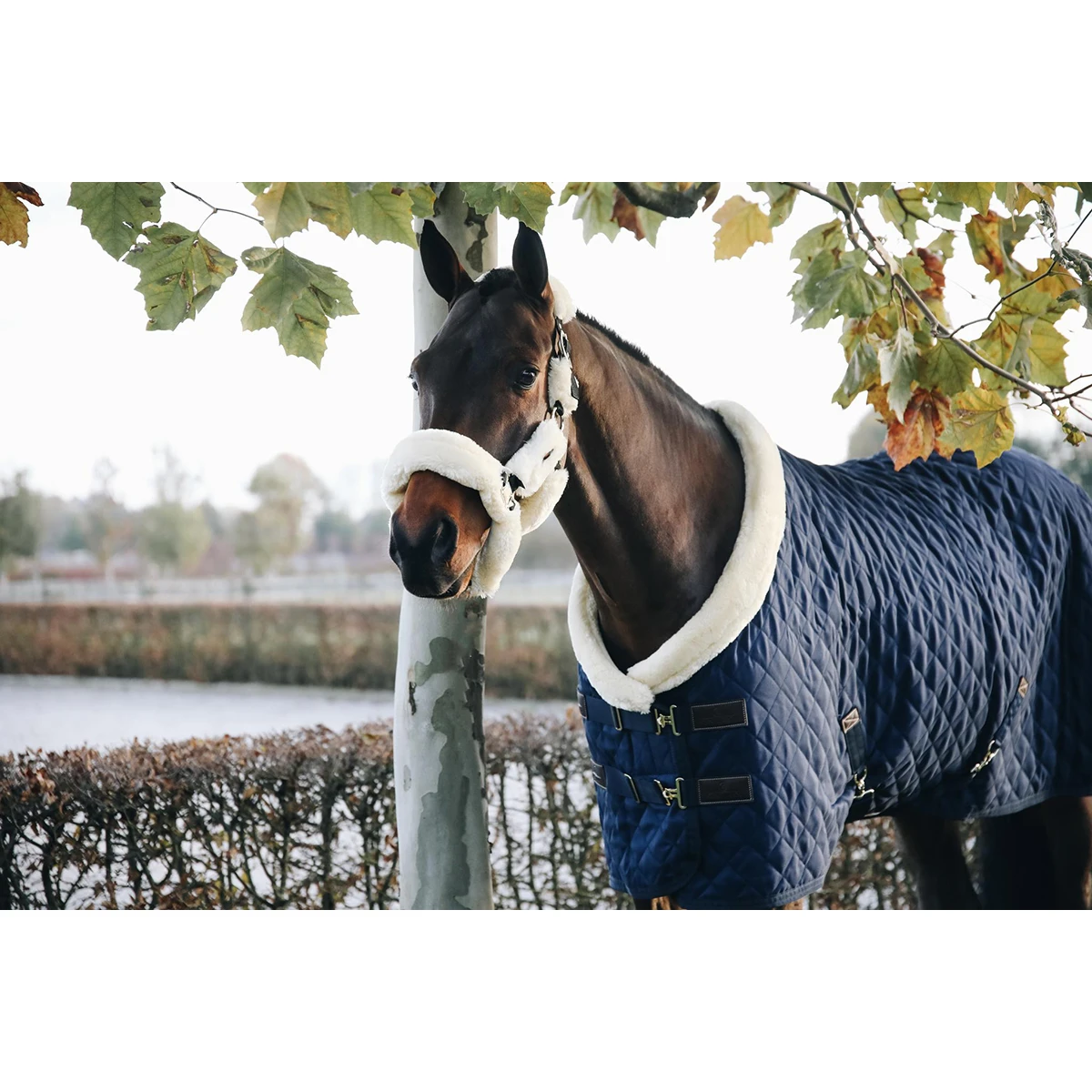 Showdeken Kentucky 160gr Donkerblauw - Afbeelding 2