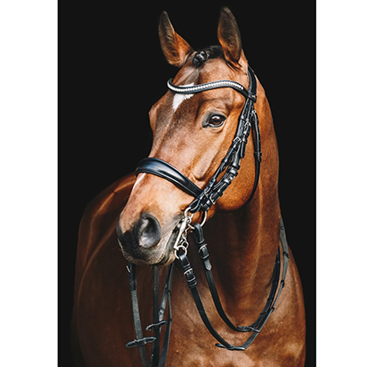 Stang En Trens Schockemöhle Equitus Gamma Zwart - Afbeelding 3