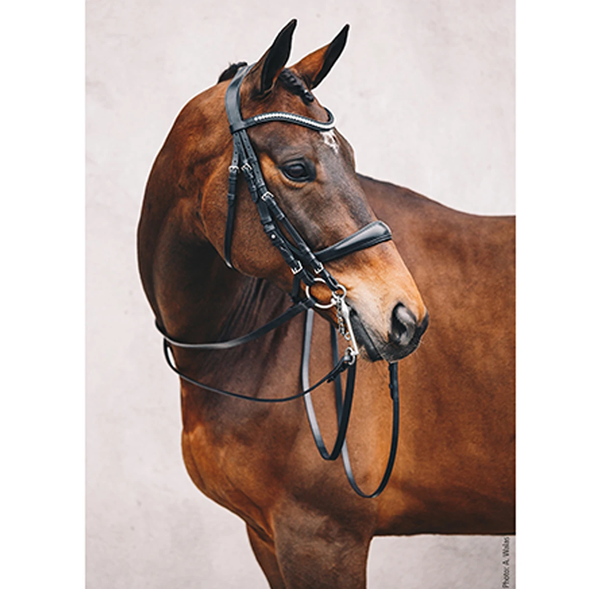 Stang En Trens Schockemöhle Equitus Gamma Zwart - Afbeelding 4