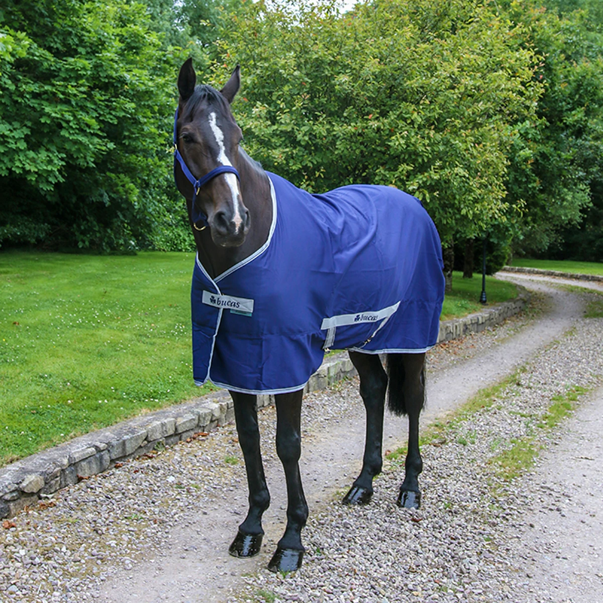 Zomerdeken Bucas Freedom Twill Sheet Blauw - Afbeelding 7