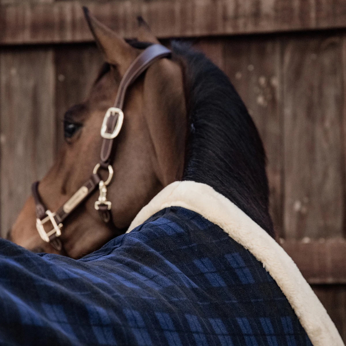 Zweetdeken Kentucky Show Heavy Blauw - Afbeelding 3